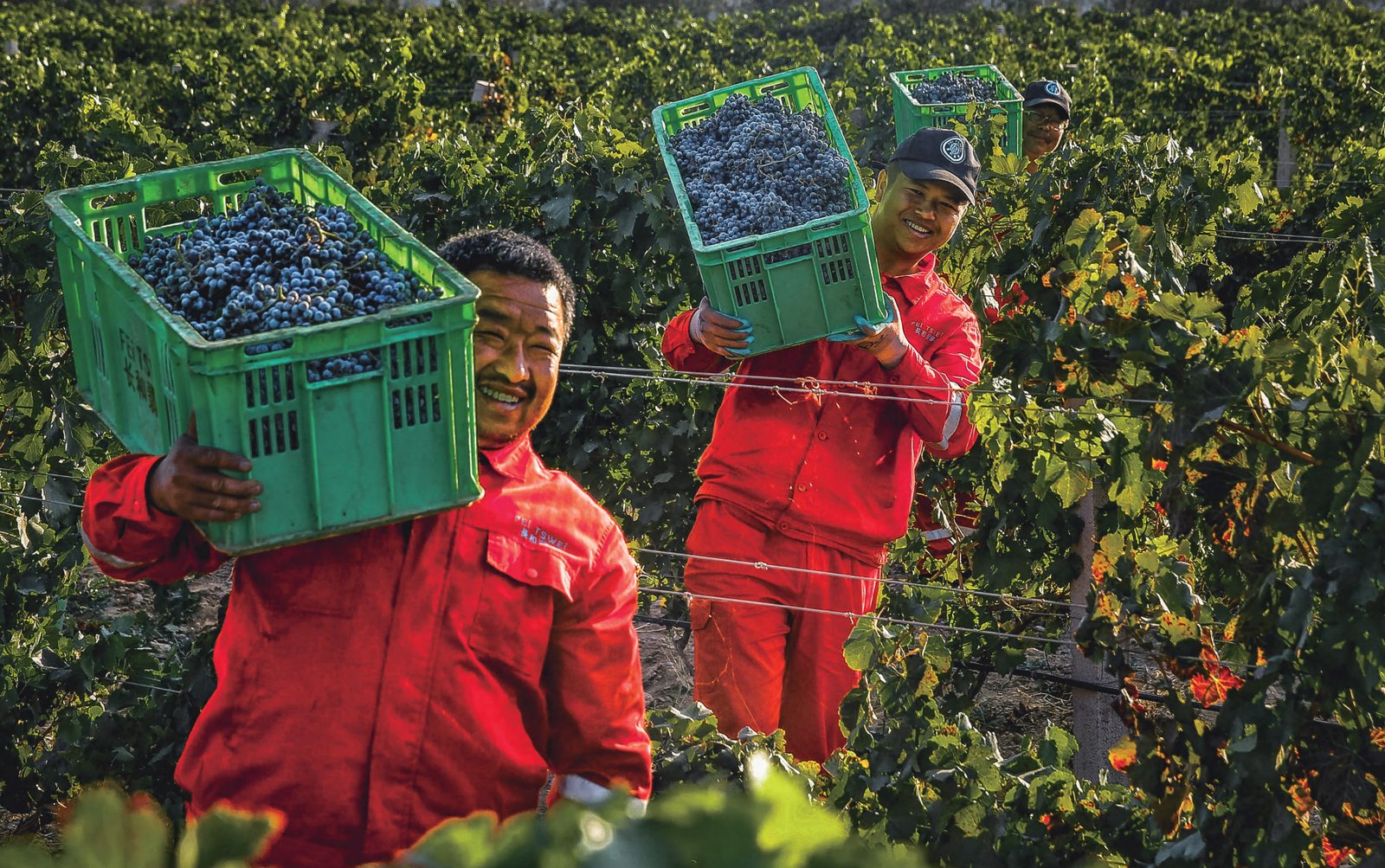 Vineyard and winery team members