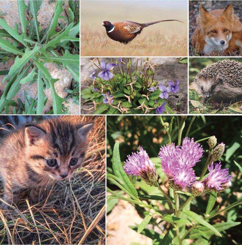Fei Tswei vineyard · Biodiversity