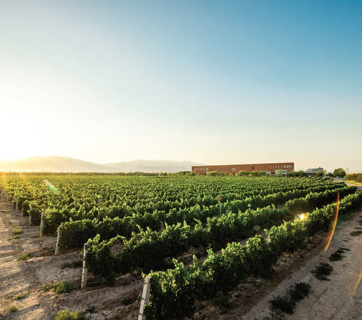 Fei Tswei · Portrait view of the winery's wines