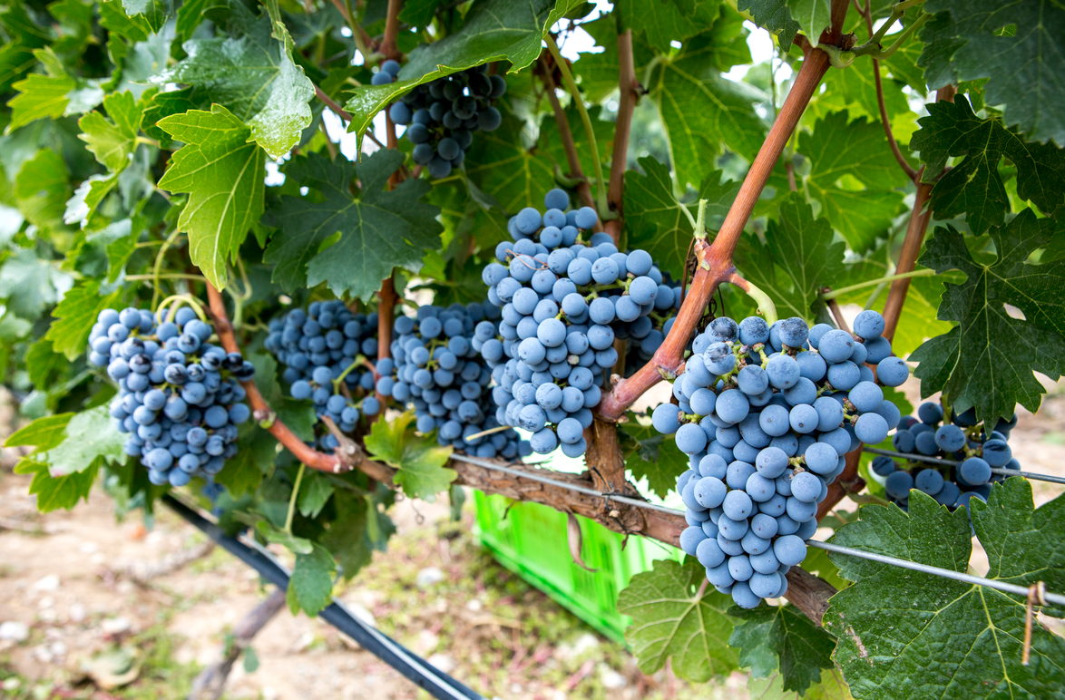 Fei Tswei · Block 1 Cabernet Sauvignon single vineyard