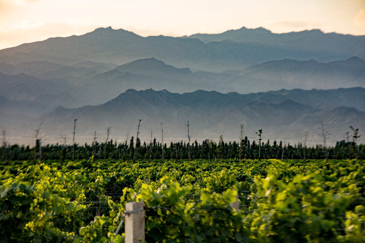 Fei Tswei · Block 16 Syrah single vineyard
