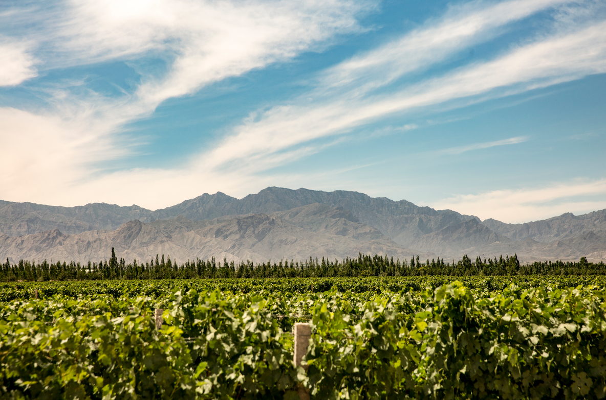 Fei Tswei · Five single vineyards at Huangyangtan