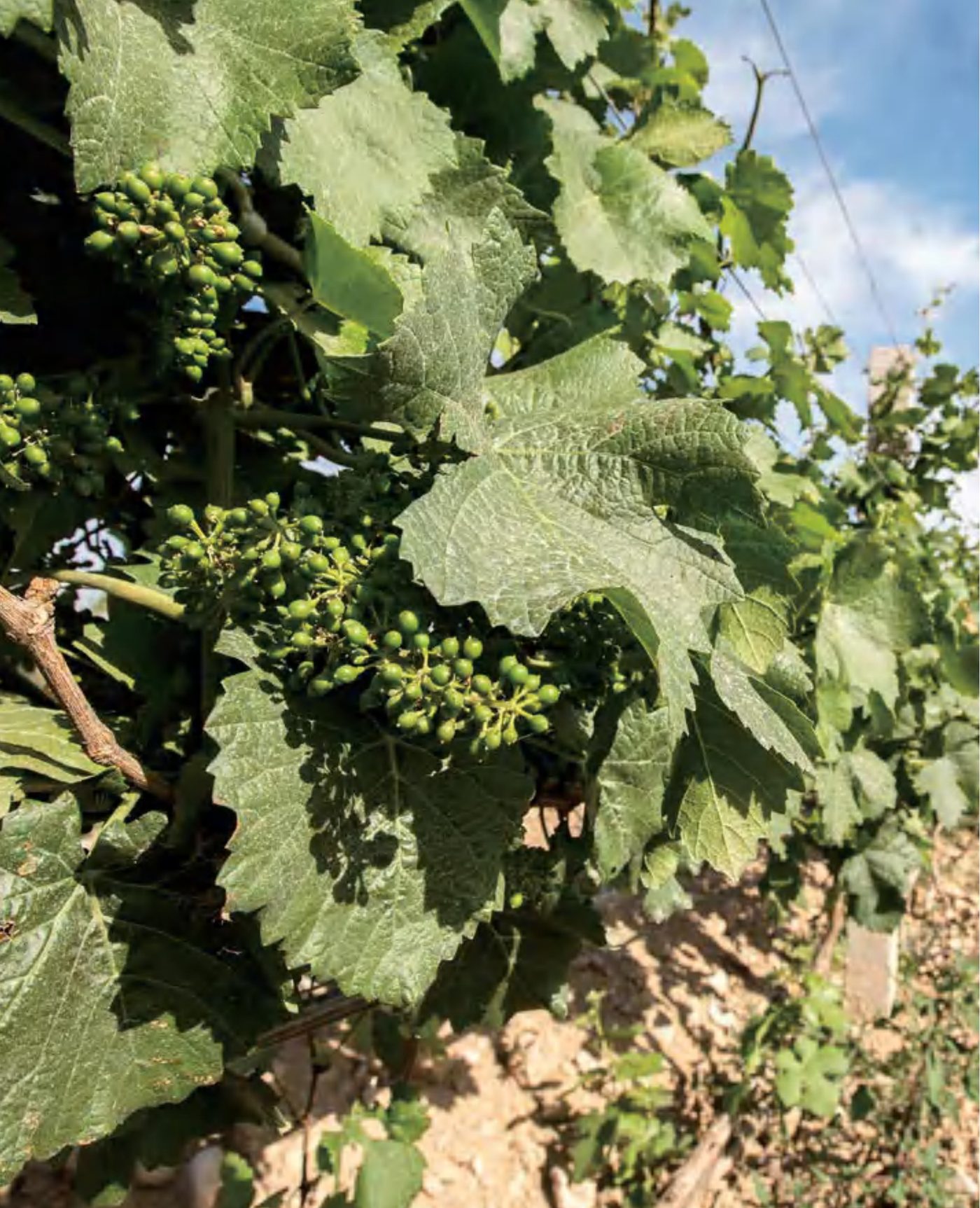 Fei Tswei · Grape leaves in the vineyard