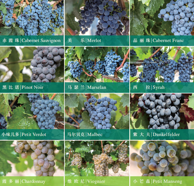 Fei Tswei vineyard · Grape varieties