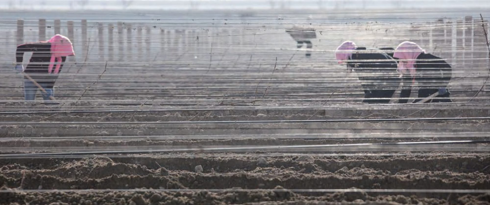 Fei Tswei vineyard · Vineyard workers